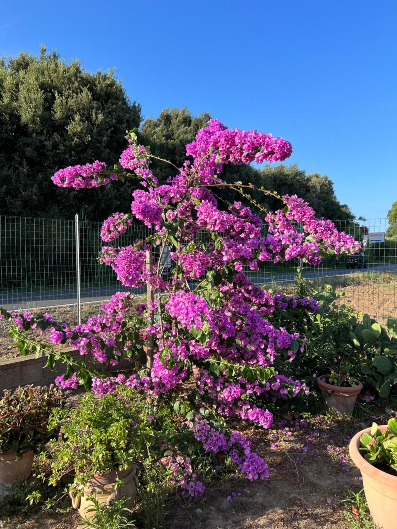 Agriturismo Il Giardino Degli Olivi Appartamenti Castiglione della Pescaia Luaran gambar